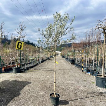 Olea Europea, Olivovník európsky ´LECCINO´, kont. C15L, obvod kmeňa: 8/10 cm, výška: 200-250 cm (-12°C) - na kmienku